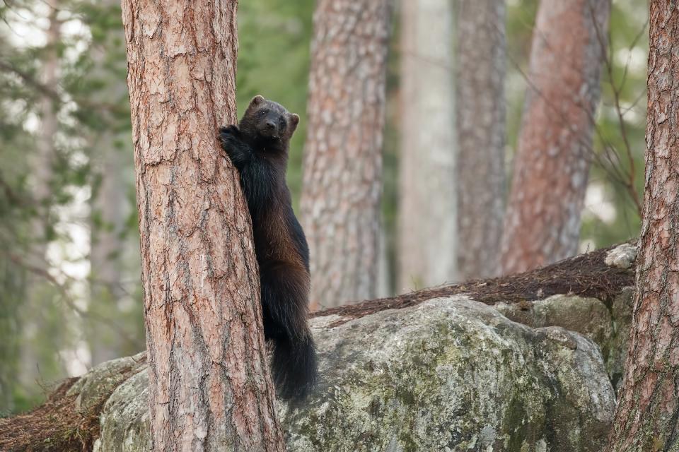 Wolverine climbing a tree.